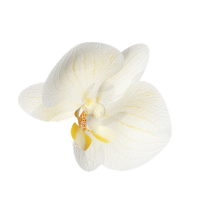 Close-up of a white orchid flower with yellow and orange accents on a black background.