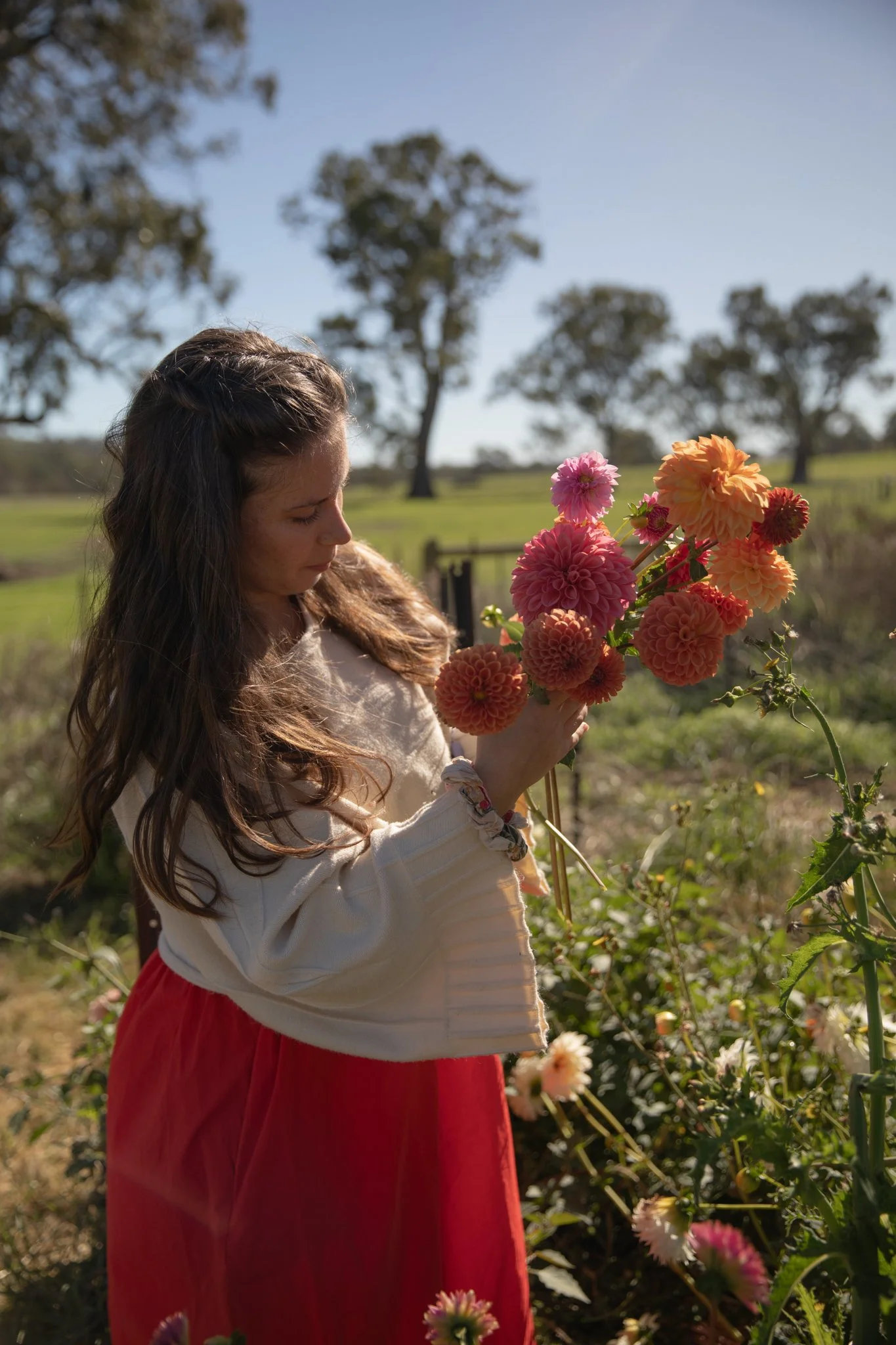 Picking fresh dahlias, a fluffy and petal heavy flower from the patch.