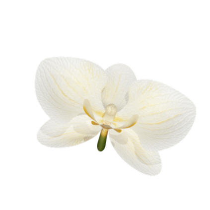 White orchid flower isolated on black background.