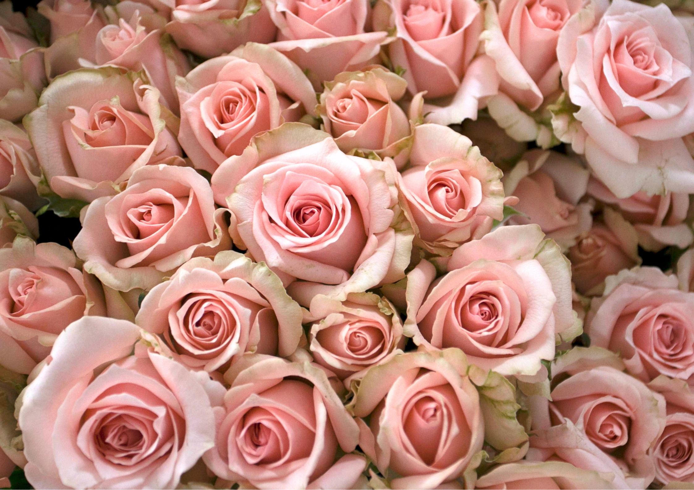 Close-up of numerous pink roses with green-tinged edges on some petals.