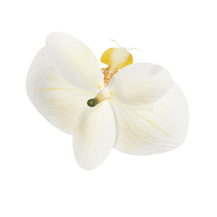 Close-up of a white orchid flower against a black background.