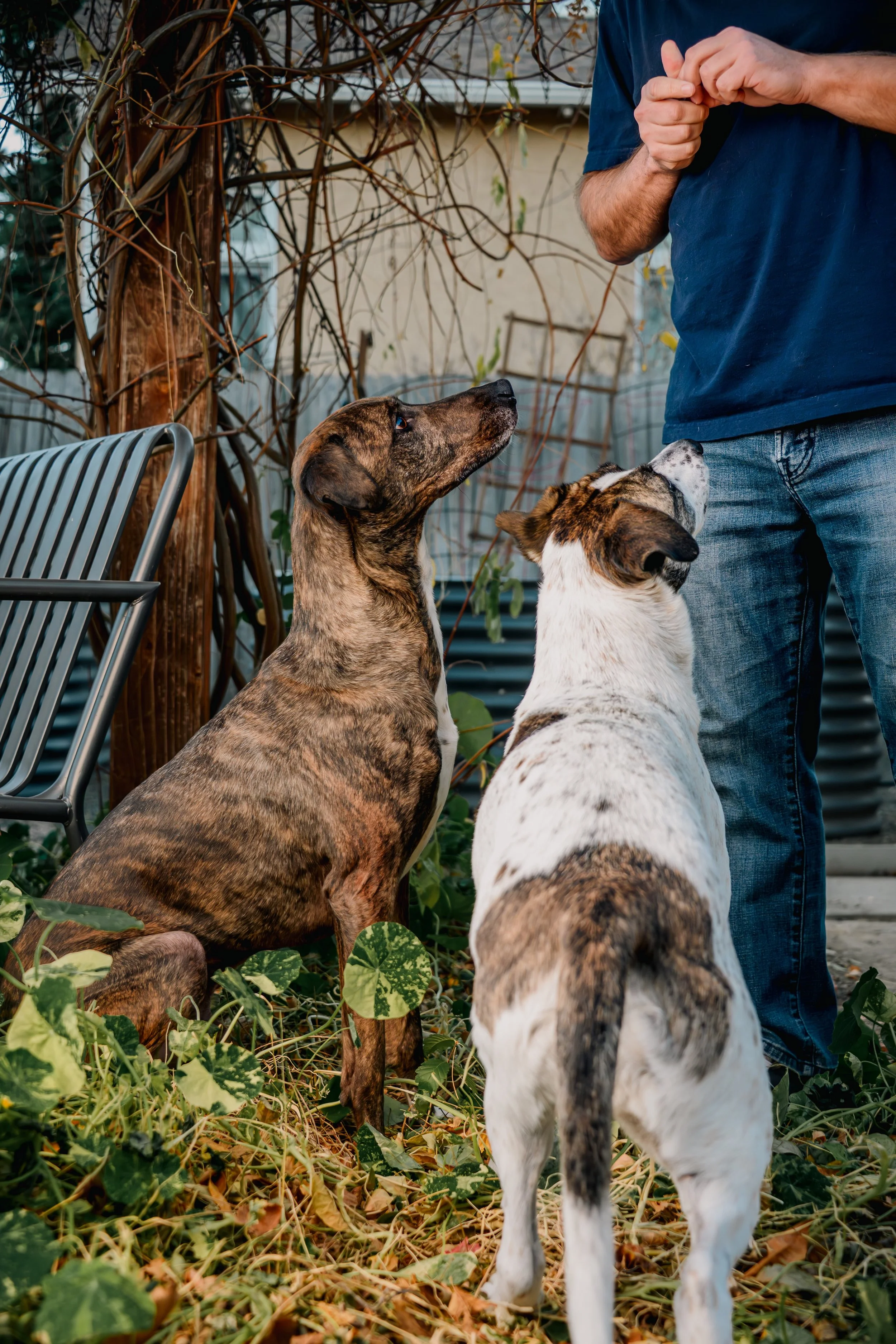Two dogs sitting outdoors, looking up at a person in a blue shirt and jeans, with a wooden fence and vines in the background.