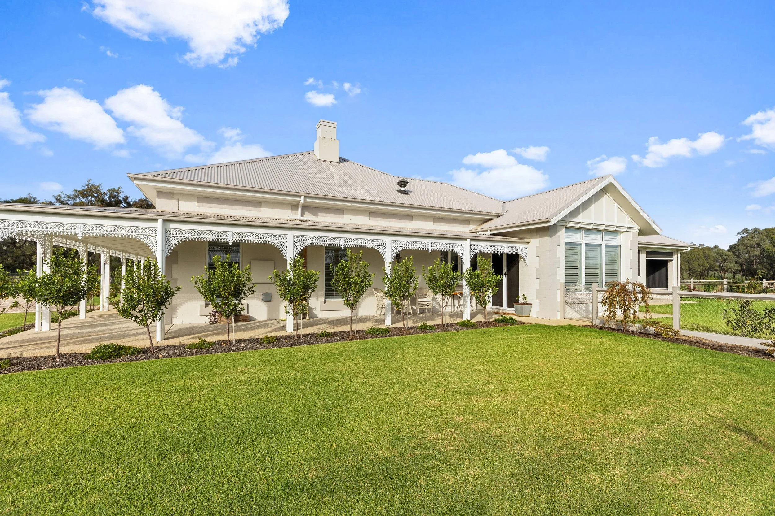 An image of the Plane Tree.