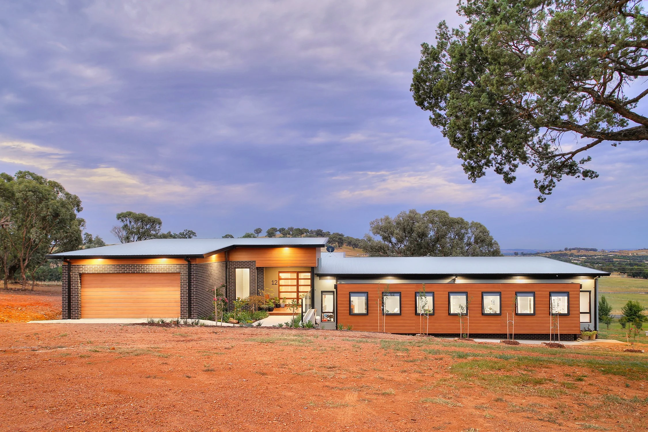 An image of the Plane Tree.