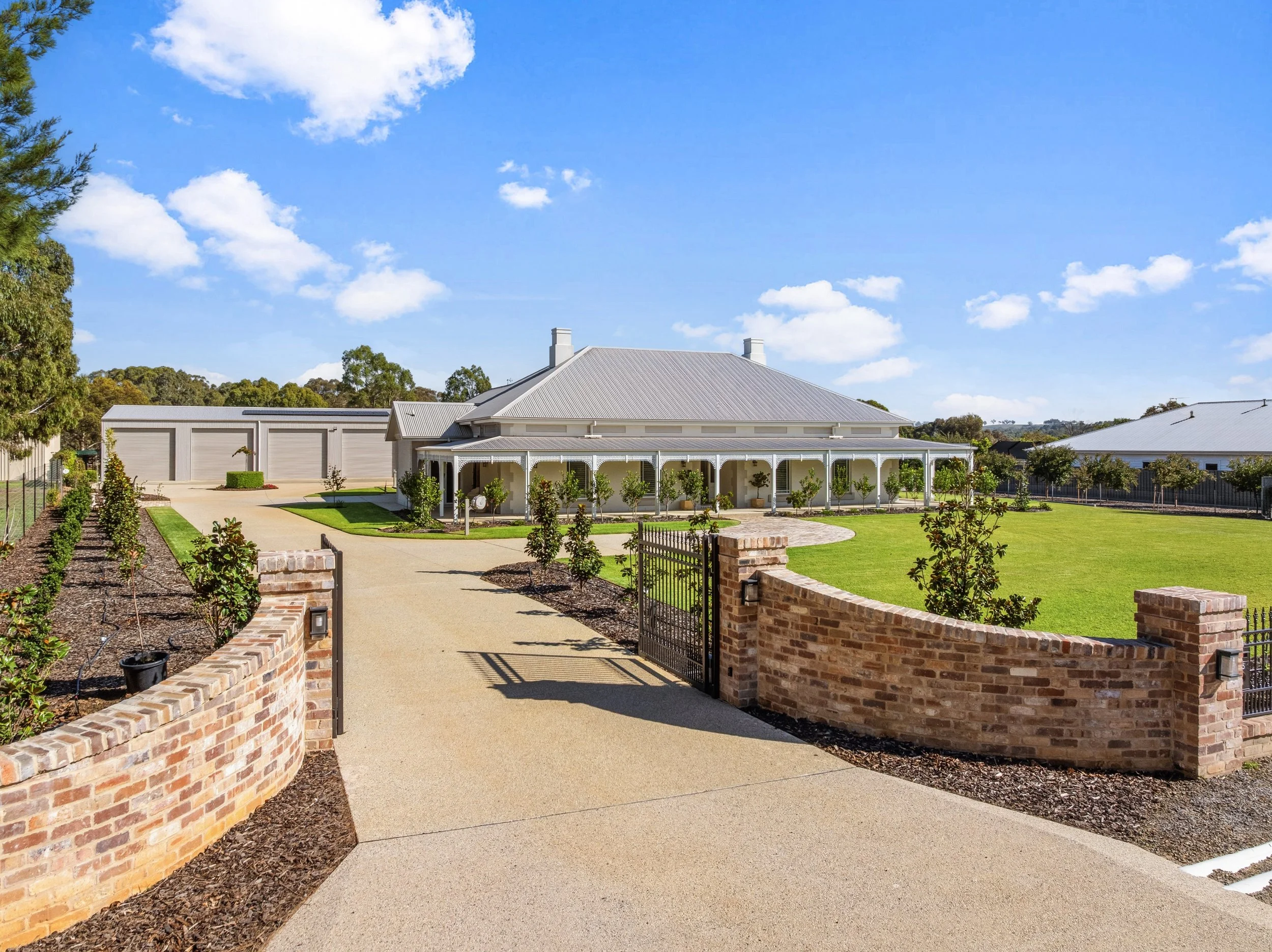 An image of Plane Tree.