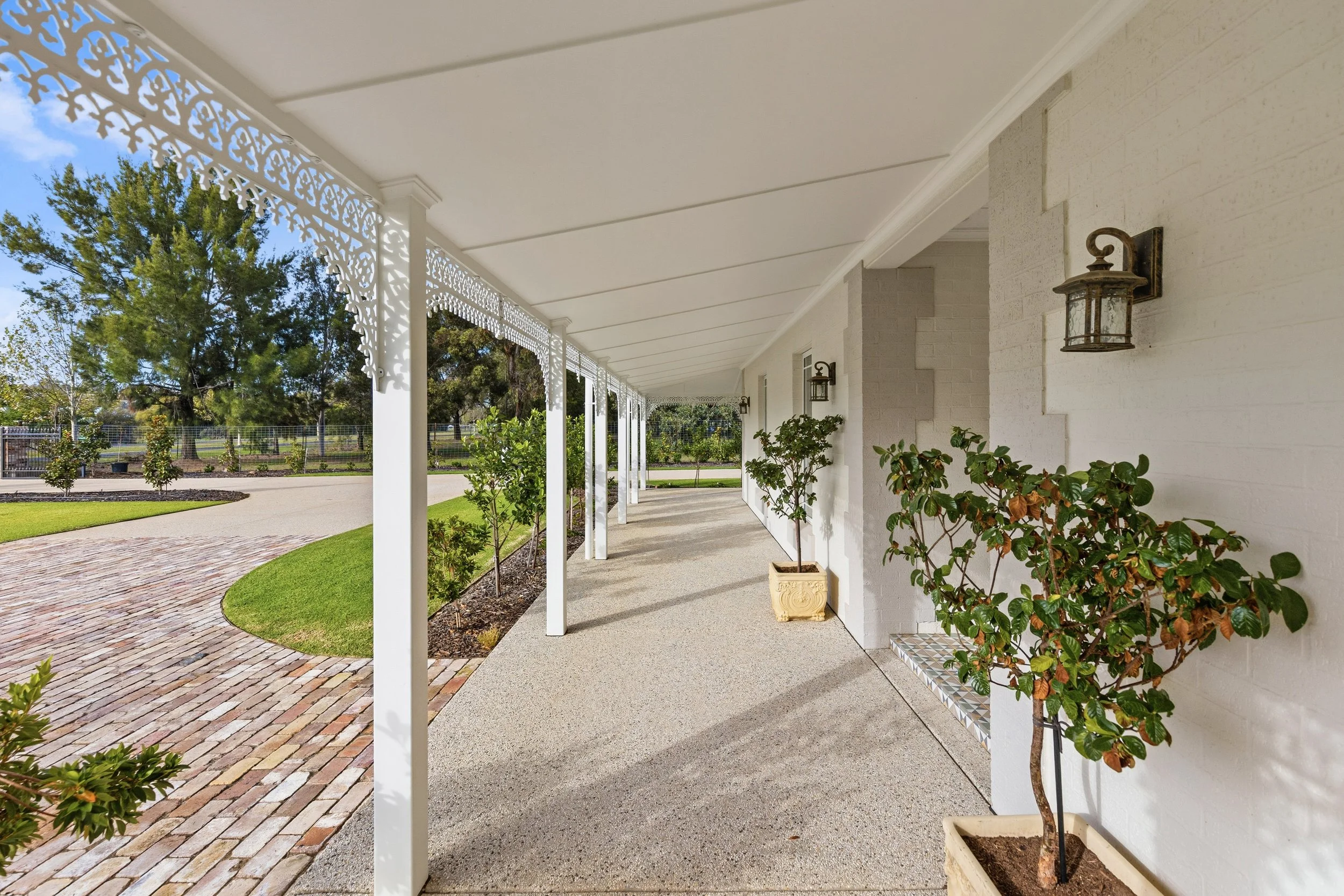 An image of Plane Tree.