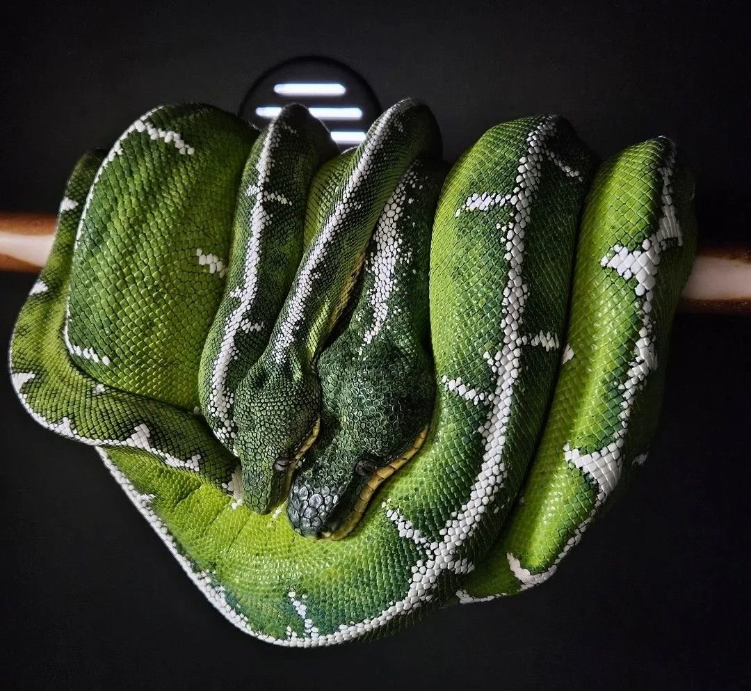 Breeder: Patrick Holmes, U.S. Amazon Basin Emeralds