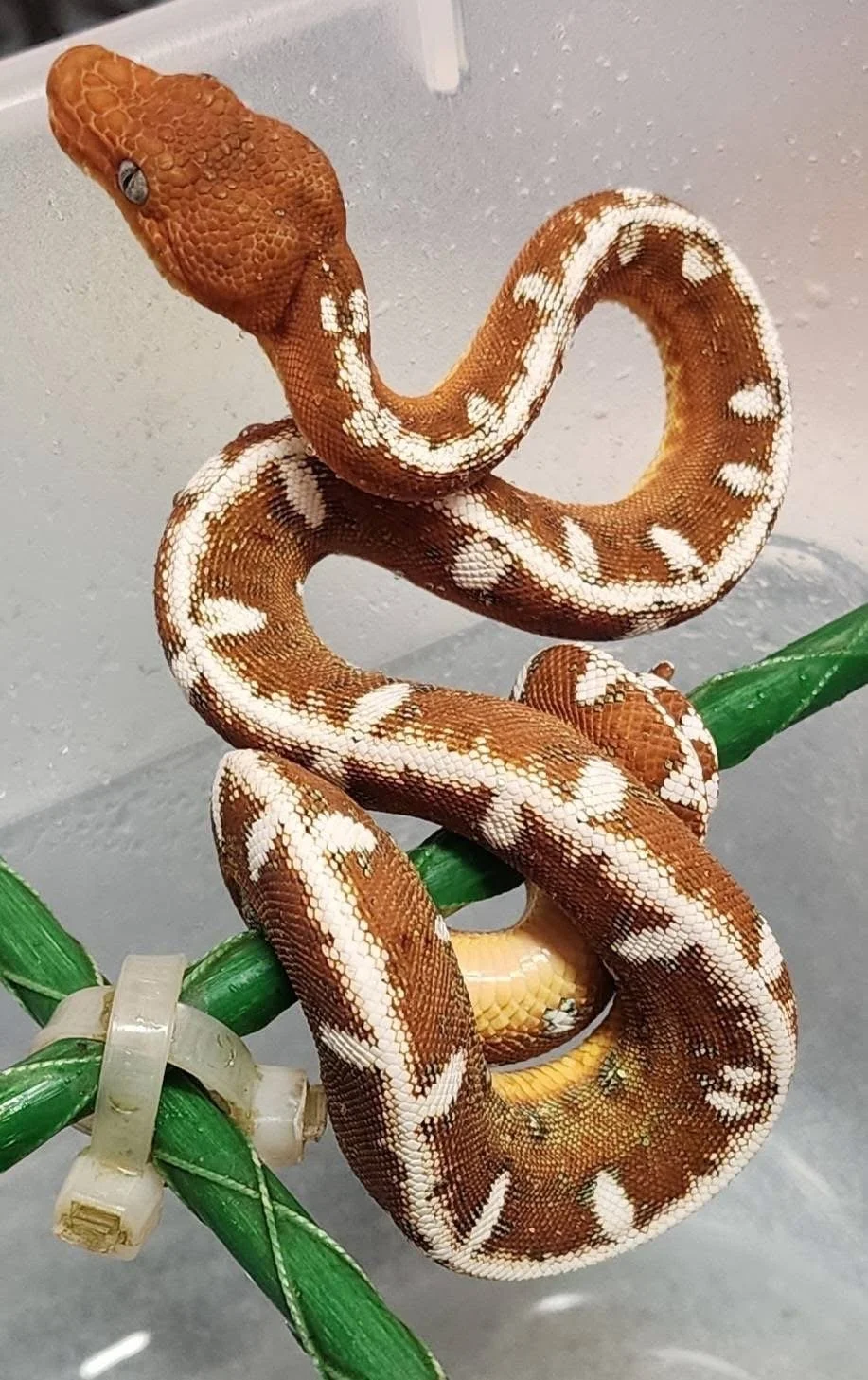 Amazon Basin Emerald Tree Boa Juvenile - (Owner: Ed Marino)