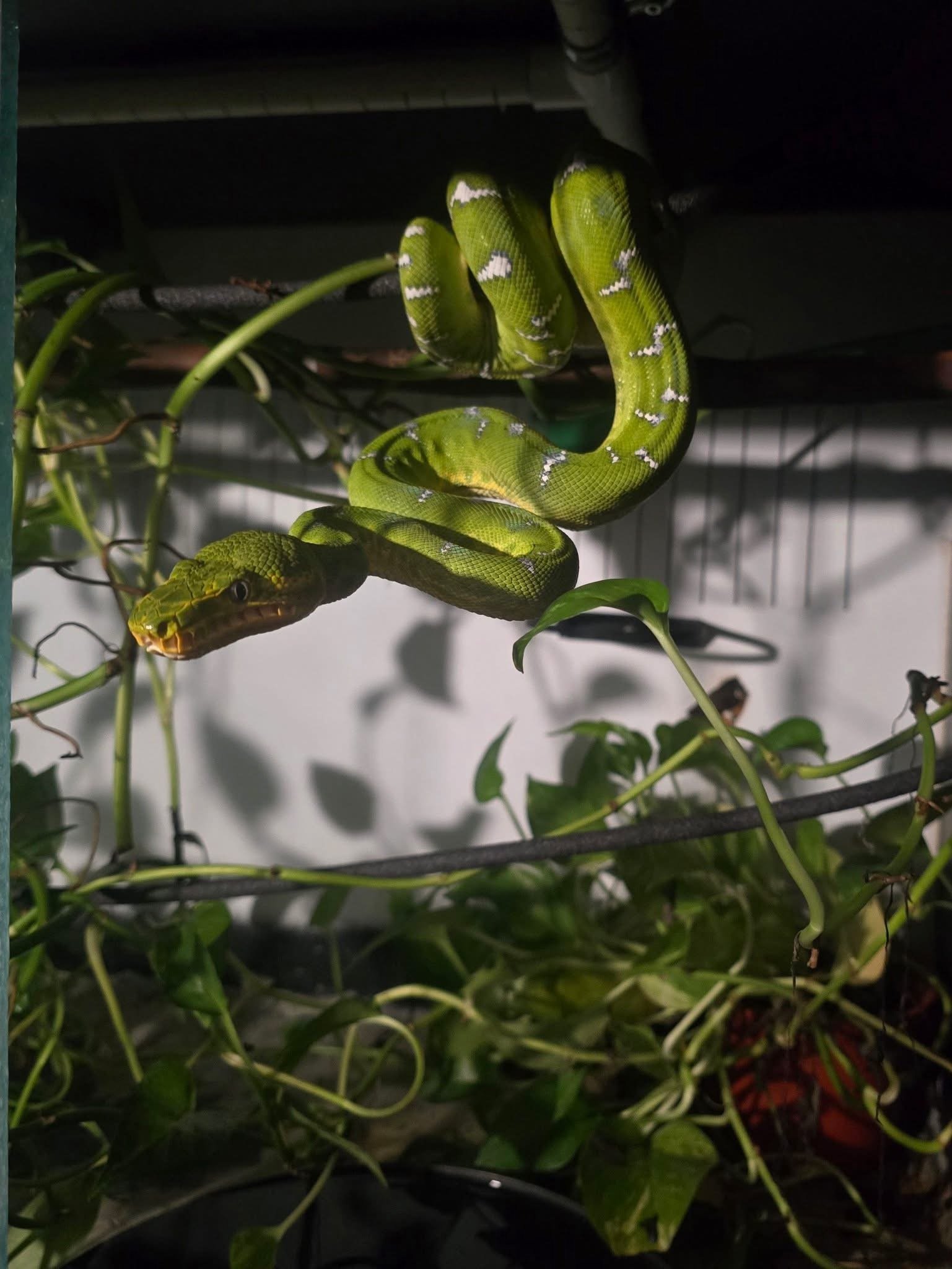 Northern Emerald Tree Boa - (Owner: Morelia House)