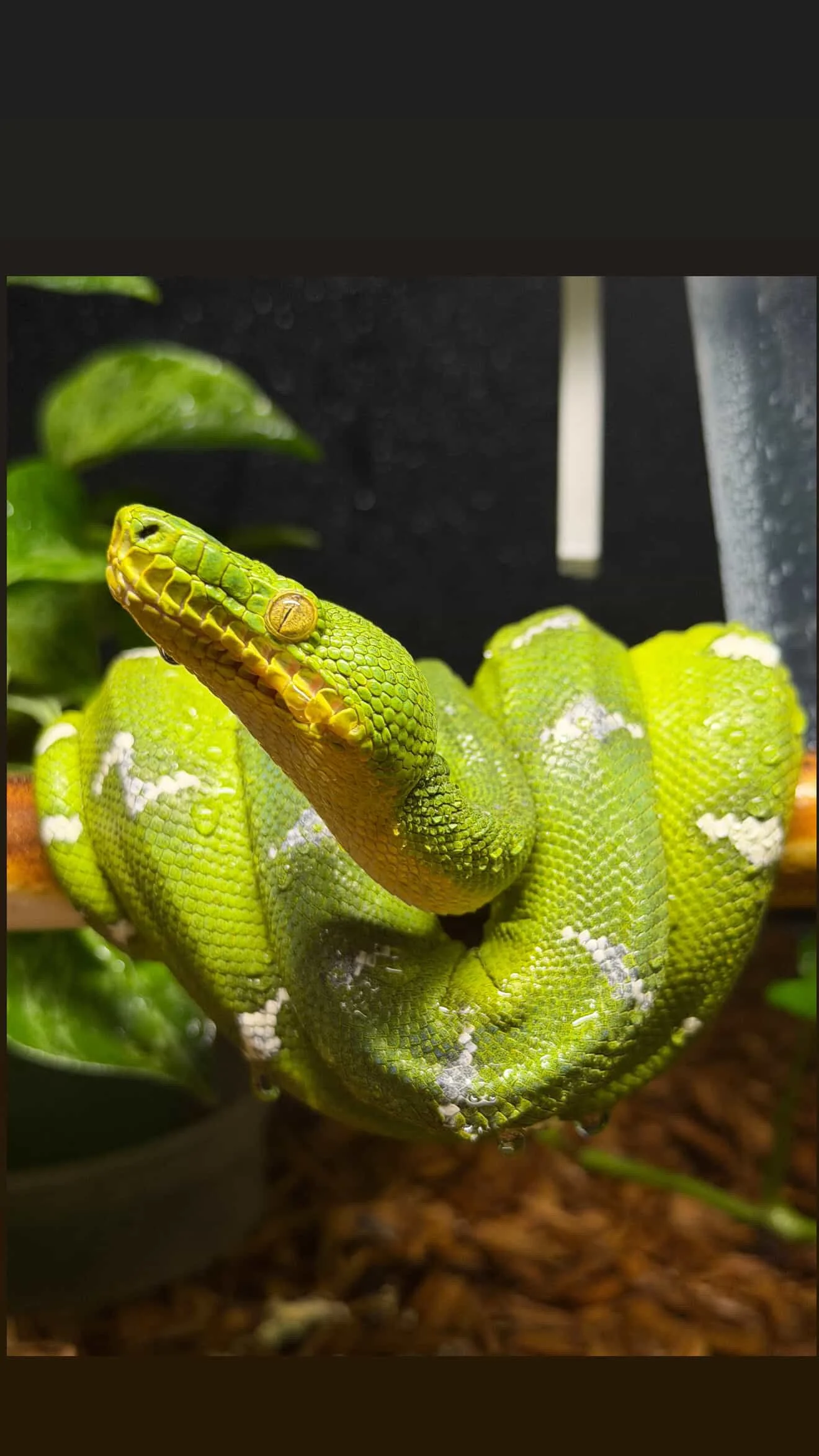 Northern Emerald Tree Boa - (Owner: Seths Reptailz)