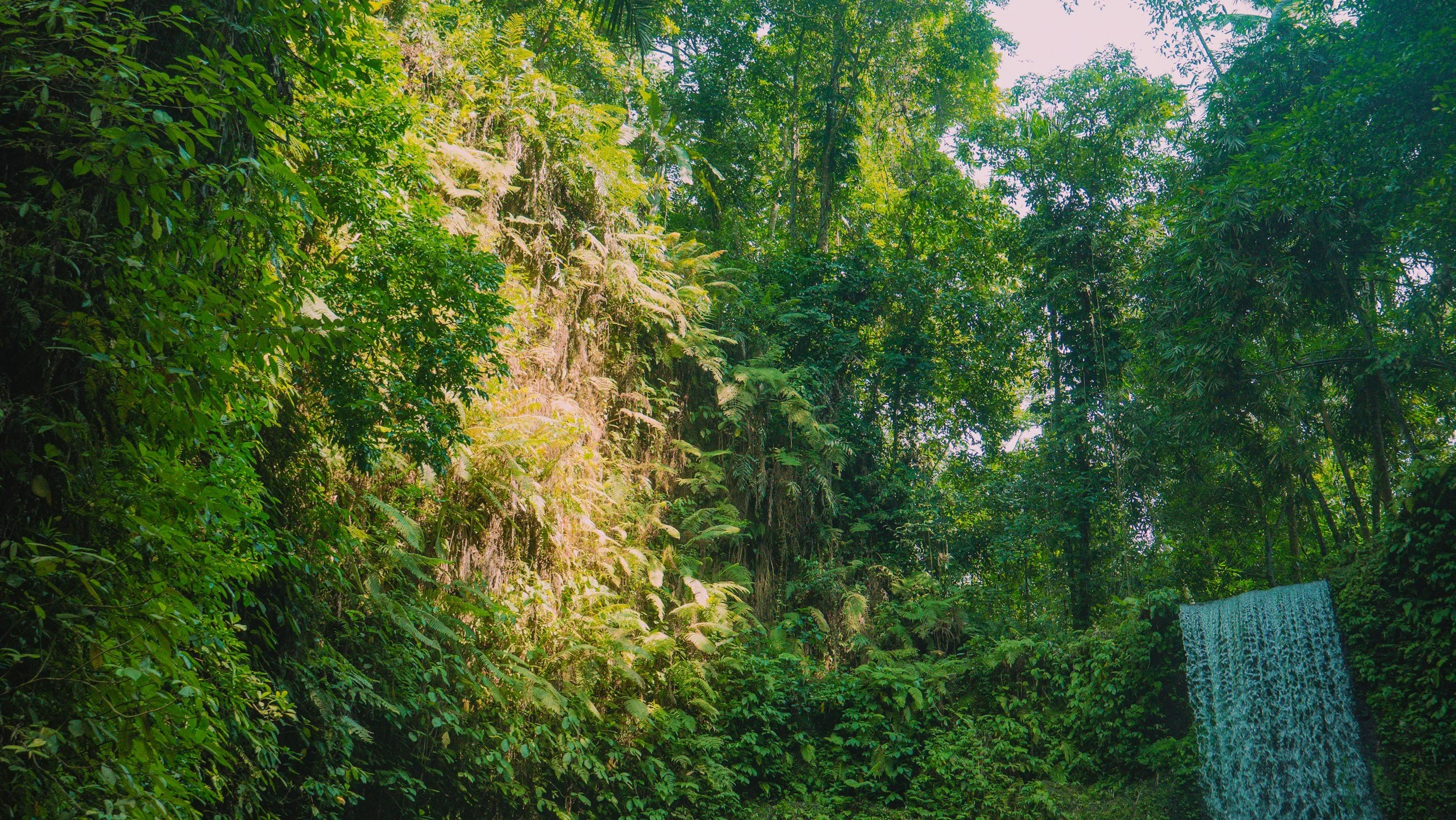 A lush green rainforest scene with dense vegetation and a waterfall on the right side.