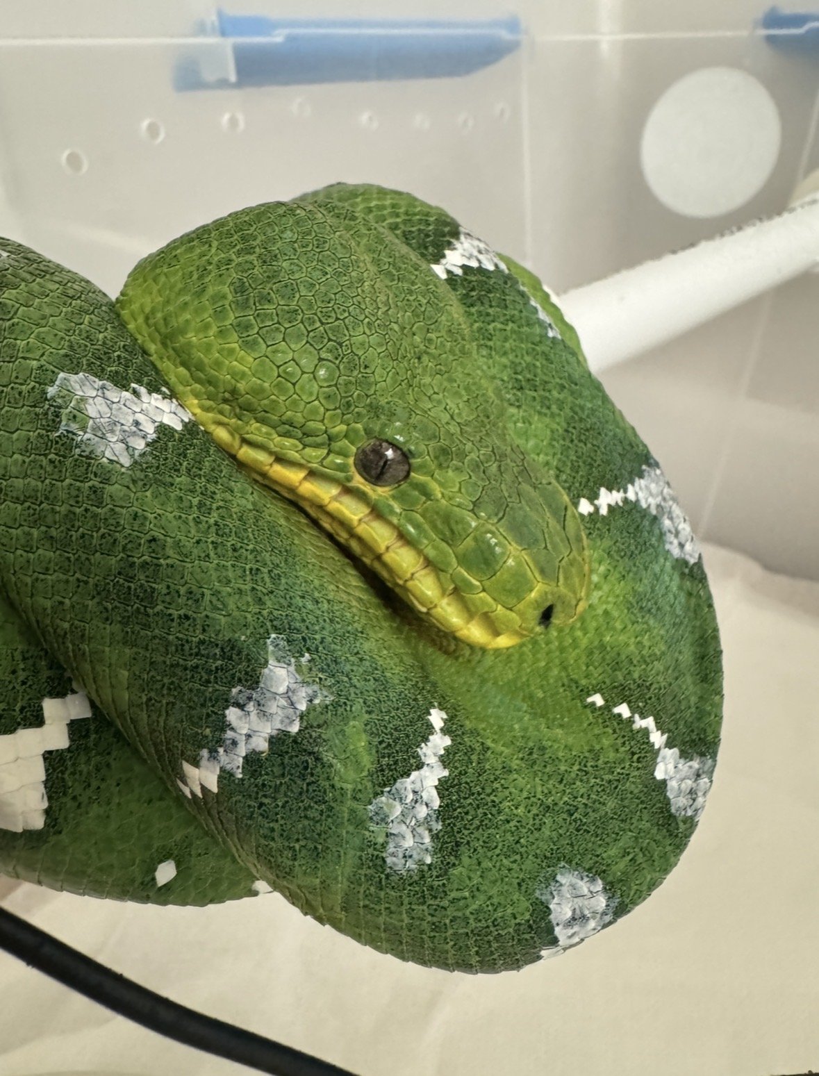 Regurgitation in Emerald Tree Boas: Causes, Controversies, and What Keepers Need to Know