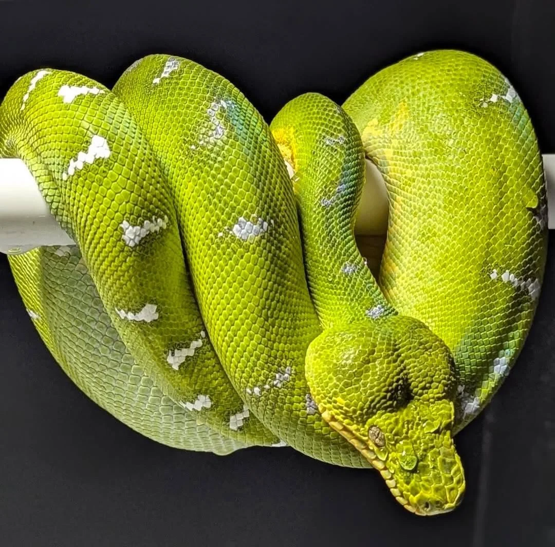 The relaxed coil seen here is one of the most defining behaviors of emerald tree boas.

In the wild, emeralds spend the majority of their lives suspended in the canopy, motionless for long periods of time. This posture allows them to remain cryptic, 