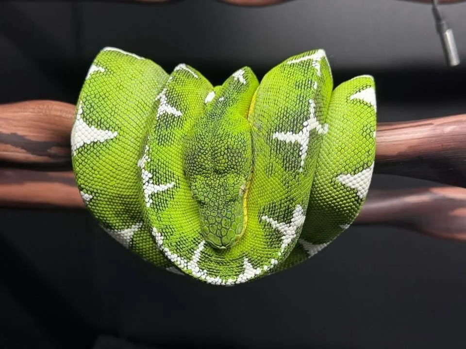 We just added a brand new Amazon Basin Emerald Tree Boa Breeder section to the site.

If you breed Amazon Basin emeralds or work with true basin bloodlines, go check it out and drop your info below or DM me so I can add you.

Now for today&rsquo;s ed