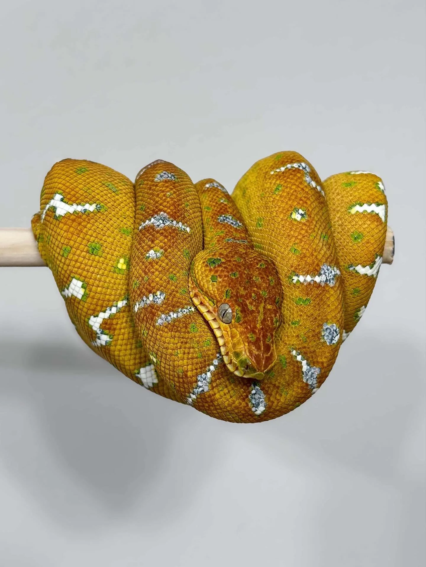 🐍 Calling all Emerald Tree Boa keepers! 🐍

While researching Emerald Tree Boa variations, I had the idea to build a giant community-driven gallery featuring your incredible Emeralds and I&rsquo;d love for you to be part of it!

If you&rsquo;d like 