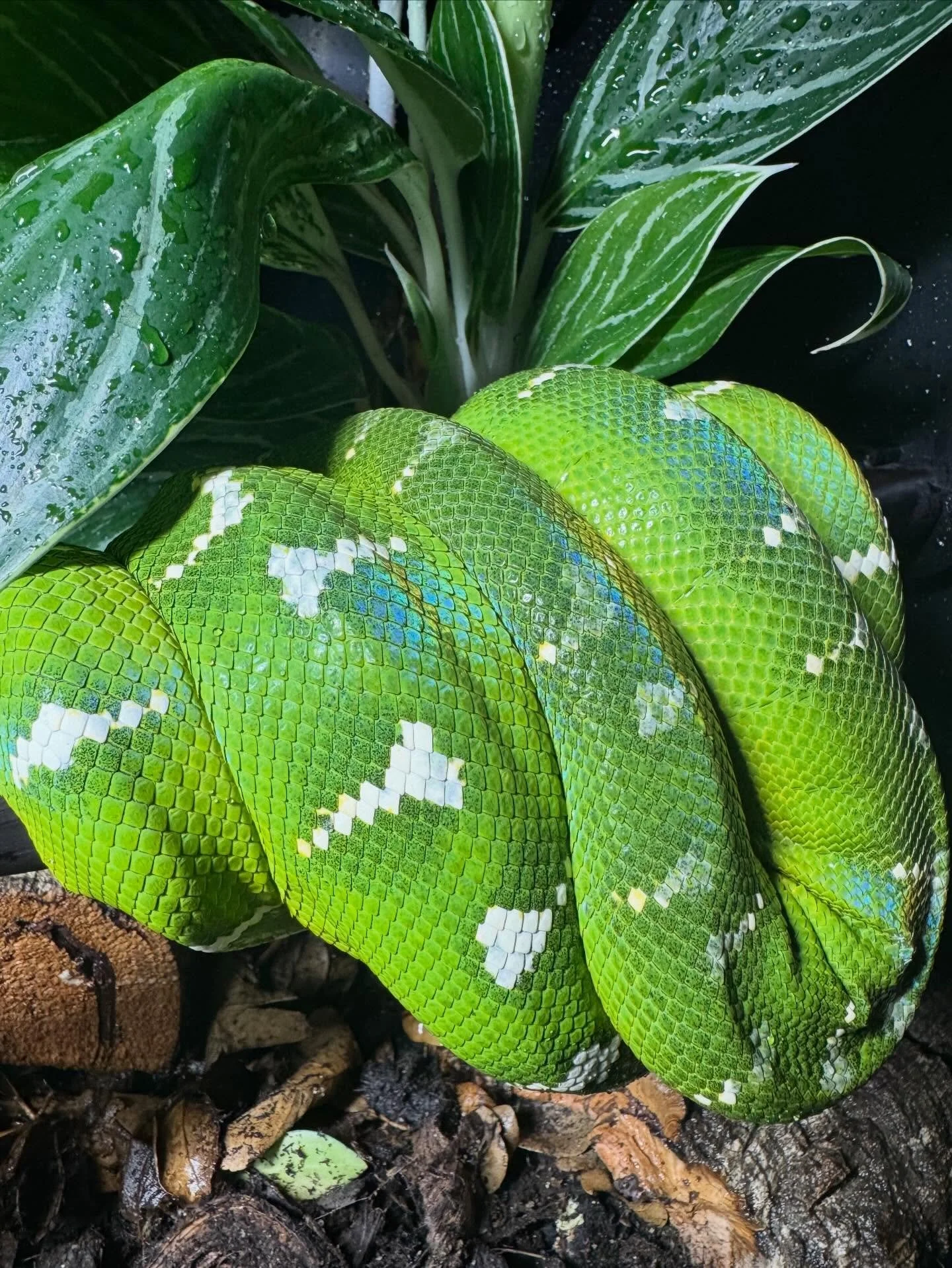 Live plants in emerald tree boa enclosures are often viewed as decorative, but their real value is functional.

When properly selected and placed, plants help stabilize humidity, improve microclimates, soften airflow, and provide visual security. Thi