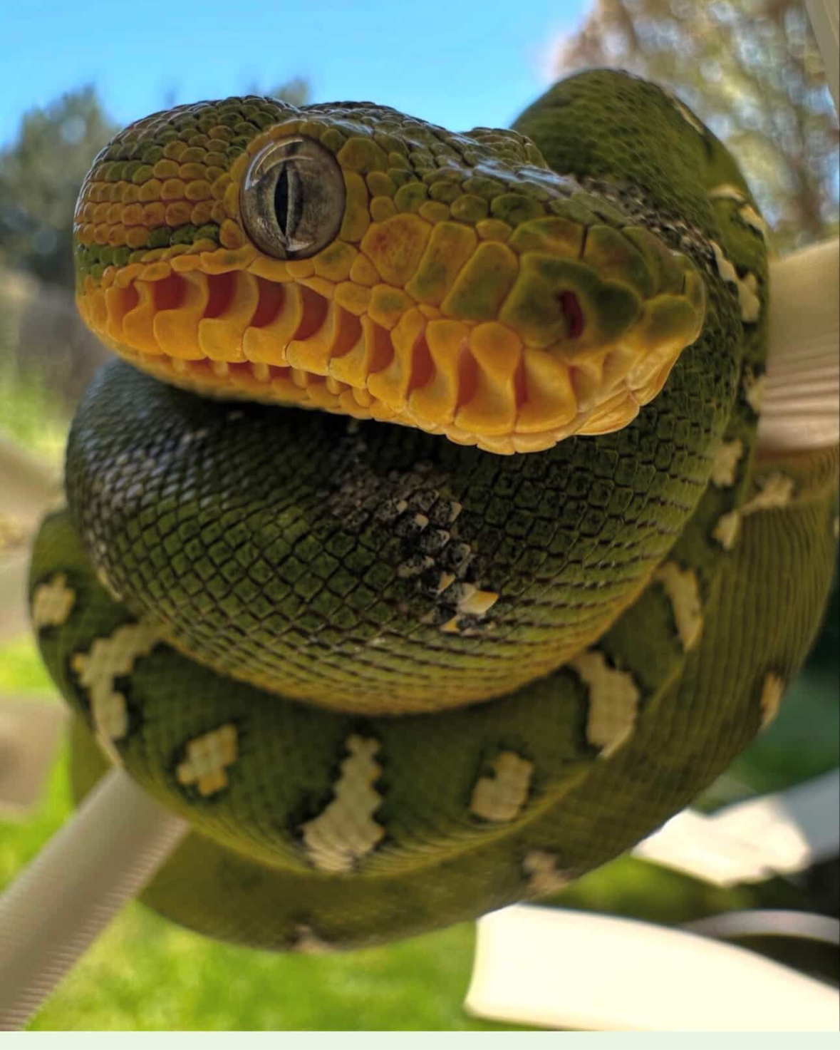 Northern Emerald Tree Boa - Katana (Owner: Heather Cusimano)
