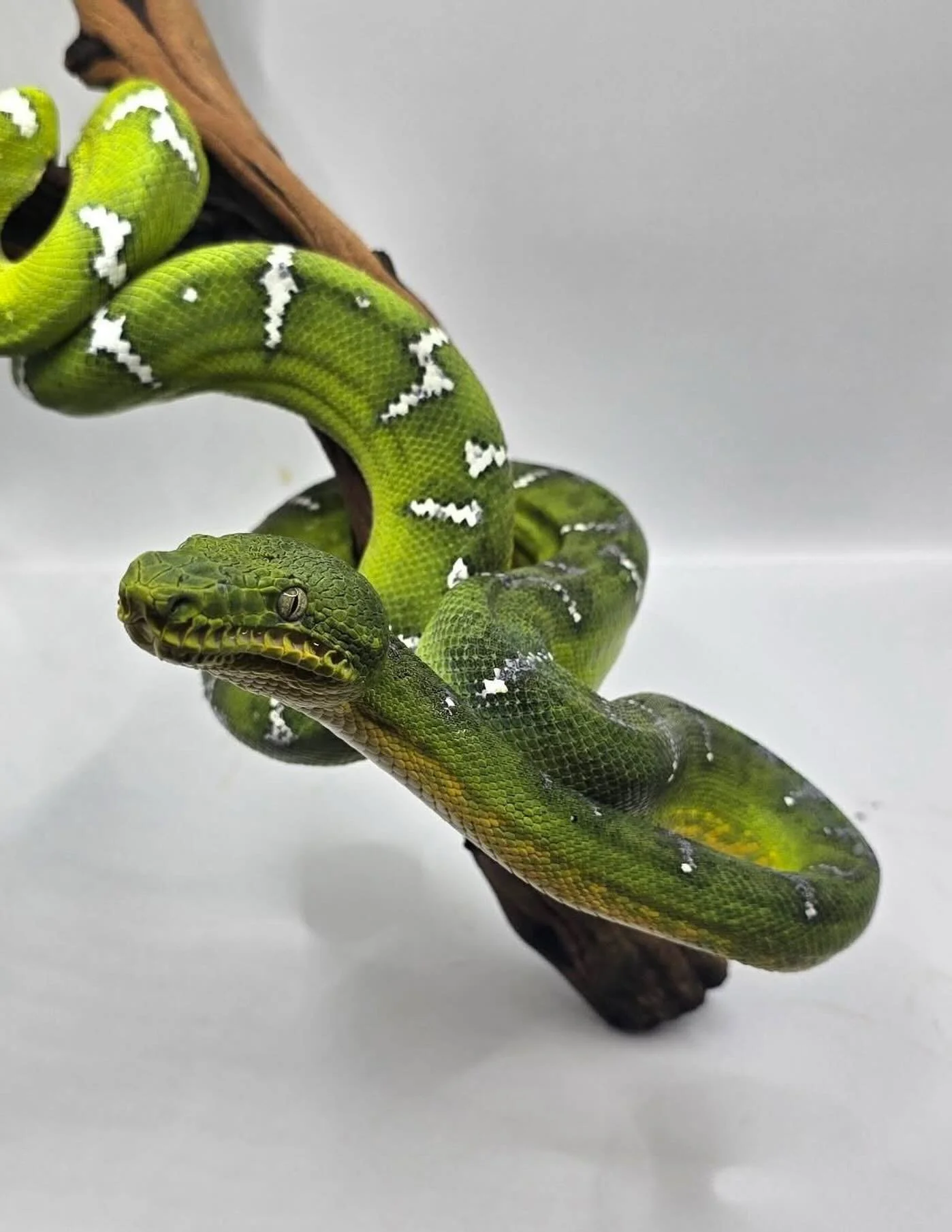 One of the biggest changes keepers experience over time is realizing how much less intervention emerald tree boas truly need.

When enclosure structure, humidity cycles, airflow, and temperature gradients are correctly balanced, emeralds often become