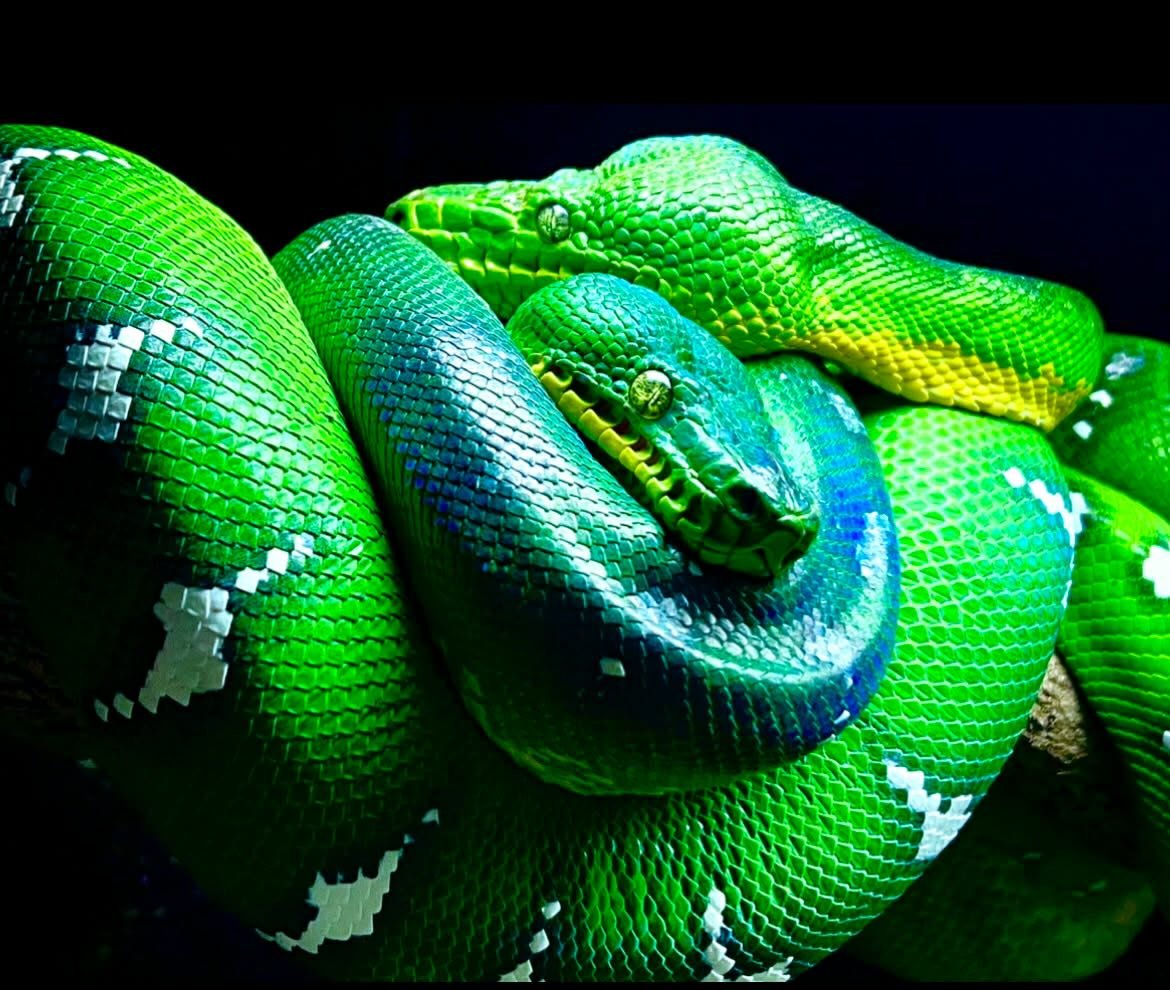 One of the most persistent myths surrounding emerald tree boas is that they are naturally aggressive.

In reality, true aggression is rare. What most people experience is defensive behavior triggered by stress, insecurity, or improper environmental c