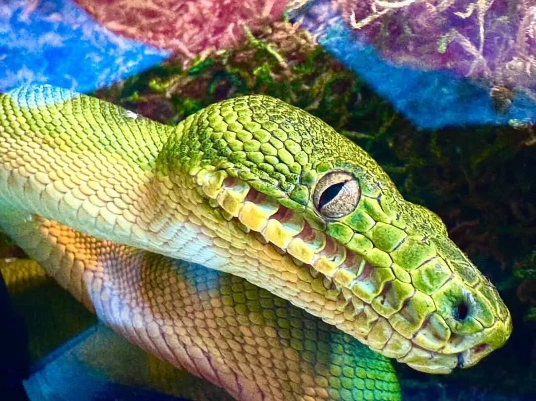 Stillness.
Structure.
Patience.

Everything about emerald tree boas is built around efficiency.

📚 Full care resources
www.emeraldtreeboas.org

📸 Photo credit: @lizardloungecrew 

#emeraldtreeboa #coralluscaninus #arborealreptile #canopydweller #re
