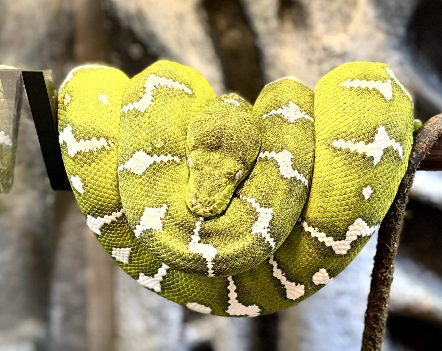 One of the most overlooked aspects of emerald tree boa enclosure design is perch diameter.

In the wild, an Emerald Tree Boa spends nearly its entire life supported by branches. The size of those branches matters because it determines how efficiently