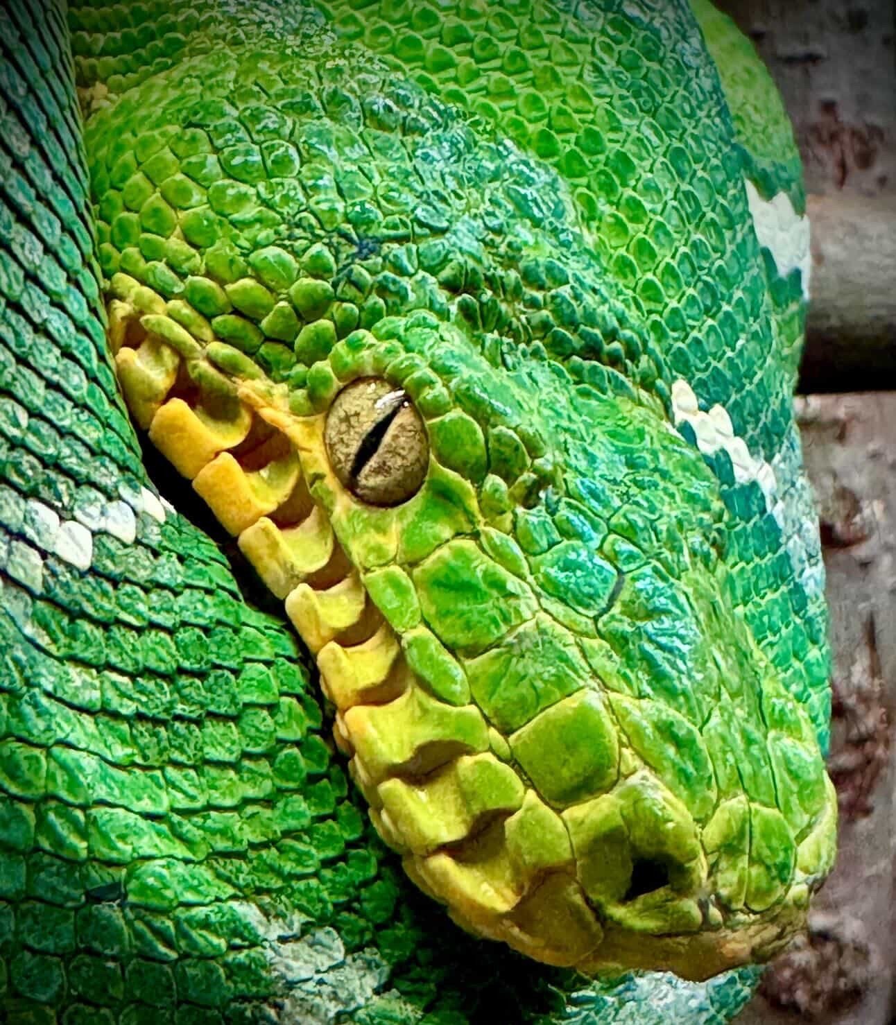 The head structure of the Emerald Tree Boa reflects its role as a specialized nocturnal predator.

Along the upper and lower lips are a series of heat sensitive pits capable of detecting small temperature differences produced by warm blooded prey. Th