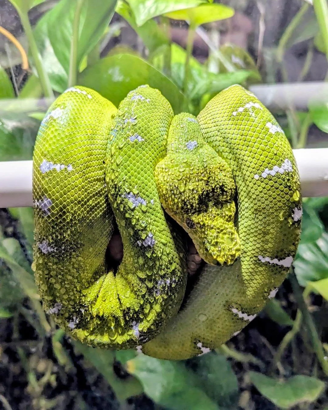 Experienced emerald keepers often discover that stable humidity does not mean constant humidity.⁠
⁠
In rainforest environments, moisture levels fluctuate throughout the day. Morning condensation, afternoon &ldquo;drying&rdquo;, and nighttime humidity