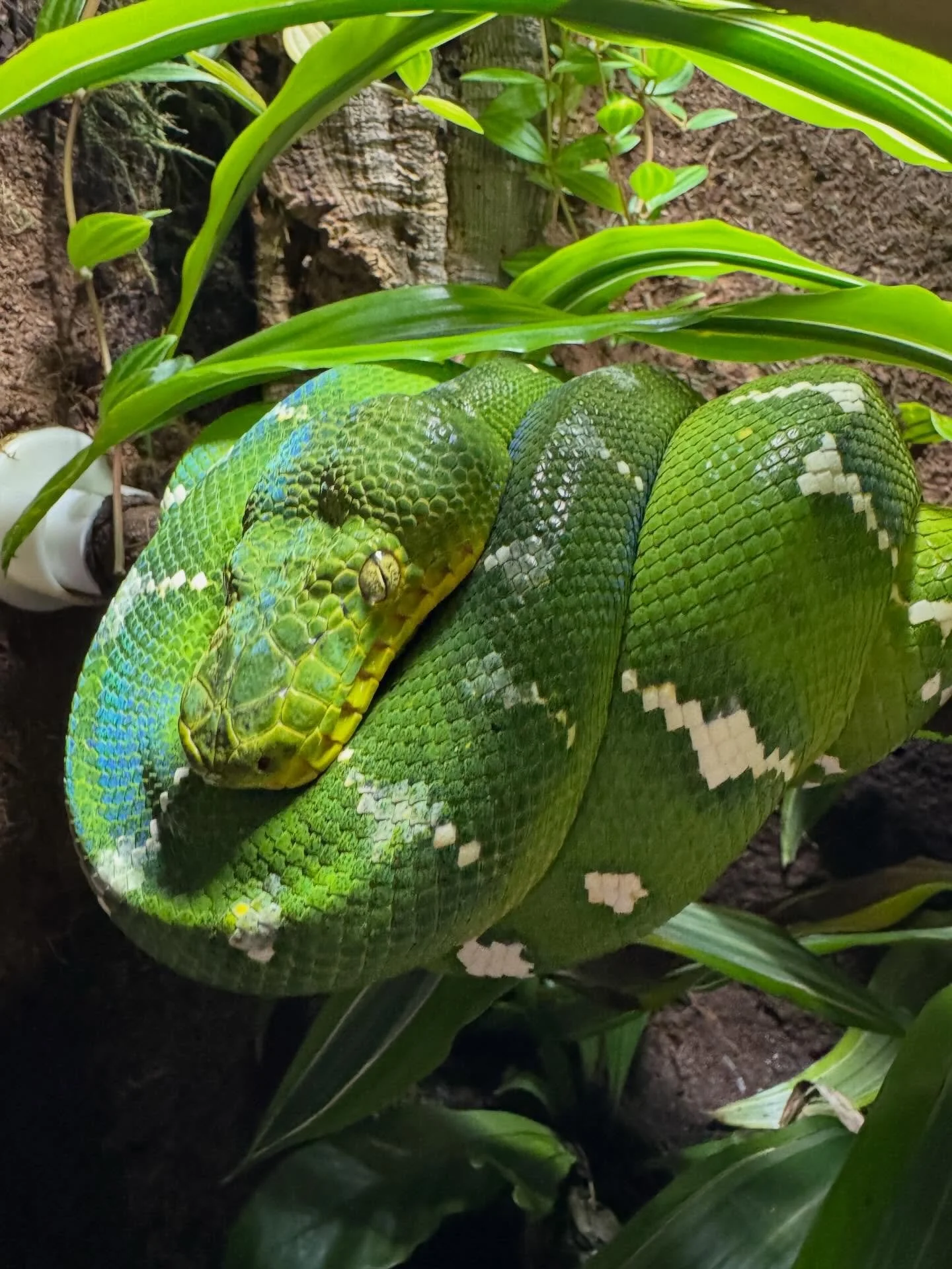 🌿 BIG March Update for EmeraldTreeBoas.org 🐍

A lot has been added to the site this month to expand Emerald Tree Boa care information, breeder resources, and community features.

Here&rsquo;s what&rsquo;s new 👇

📸 Community Gallery
You can now su