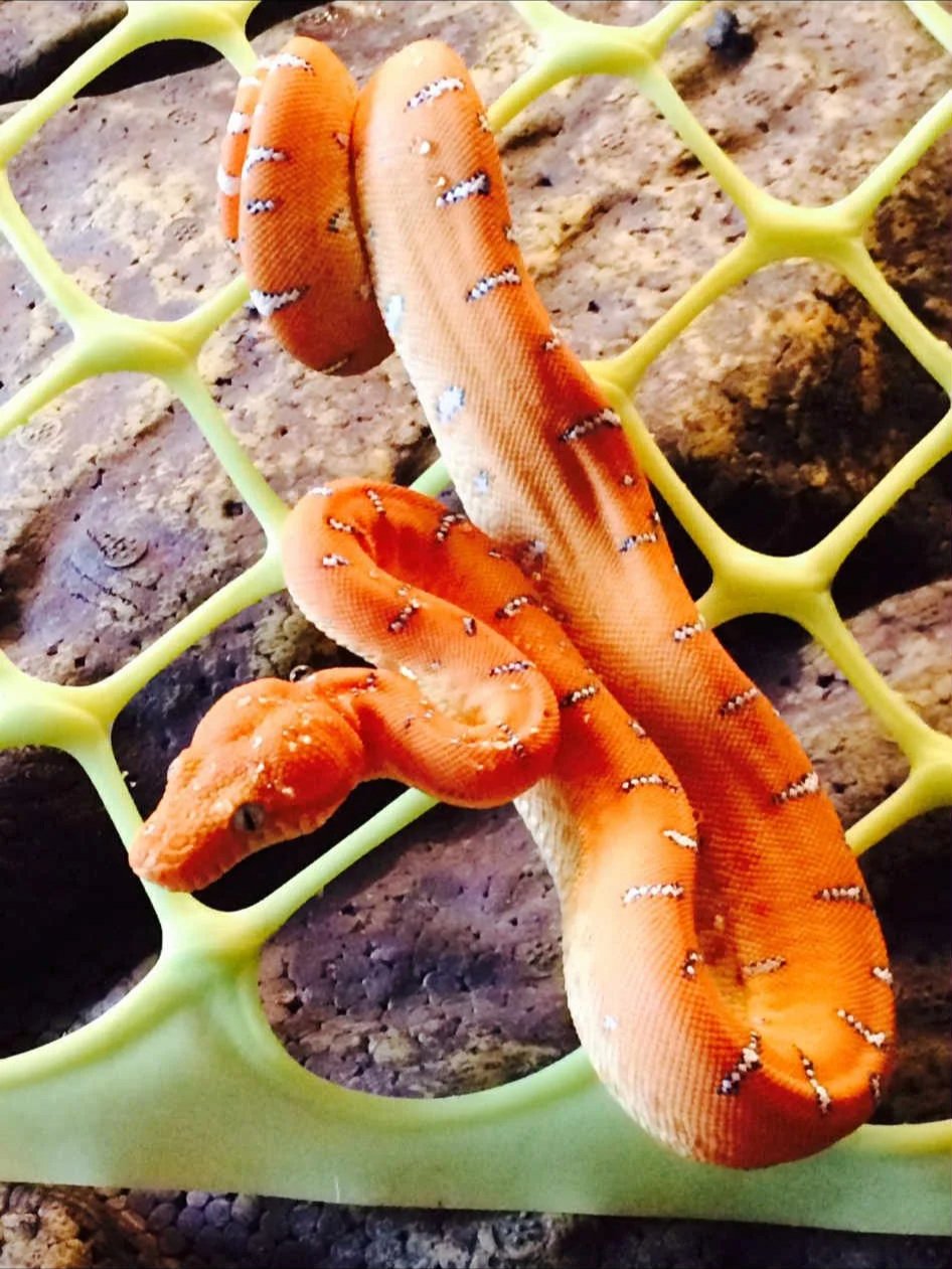 Baby Emerald Tree Boa - (Owner: Keith Redmon)