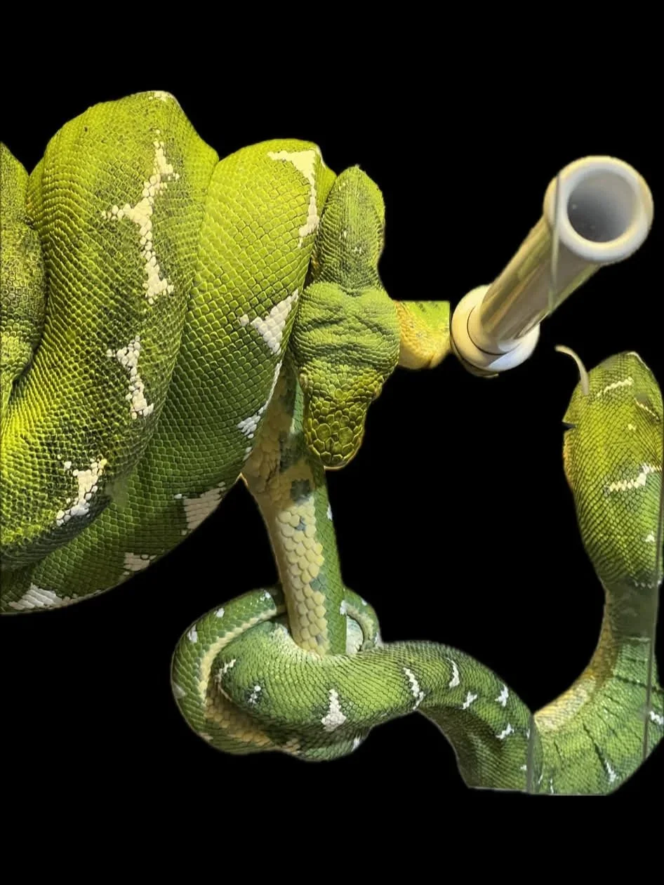 Amazon Basin & Northern Emerald Tree Boa - (Owner: Keith Redmon)