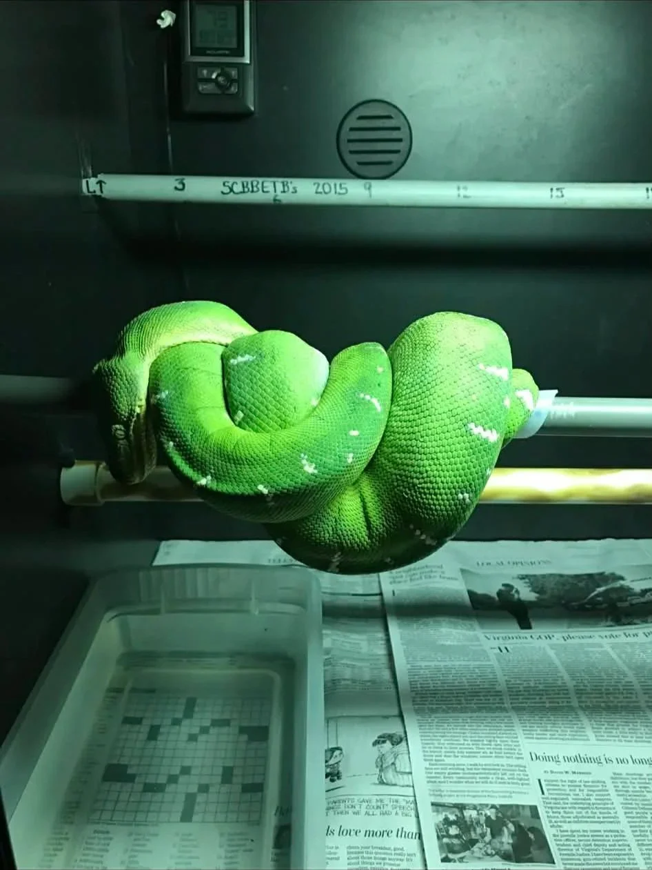 Northern Emerald Tree Boa - Epiphany (Owner: Keith Redmon)