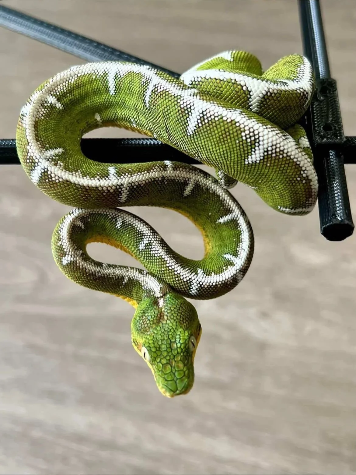 Amazon Basin Emerald Tree Boa - (Owner: Emeralds213)
