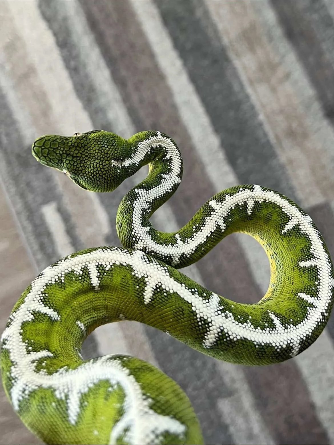 Amazon Basin Emerald Tree Boa - (Owner: Emeralds213)