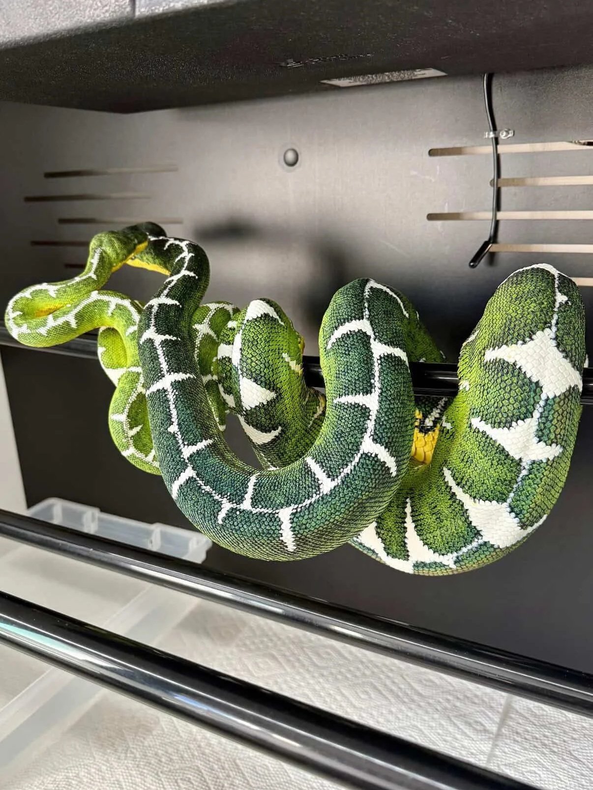 Amazon Basin Emerald Tree Boas - (Owner: Emeralds213)