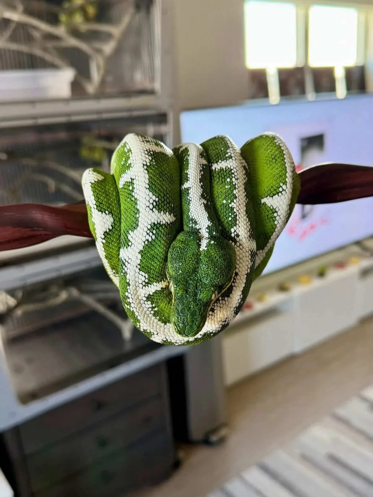 Amazon Basin Emerald Tree Boa - (Owner: Emeralds213)