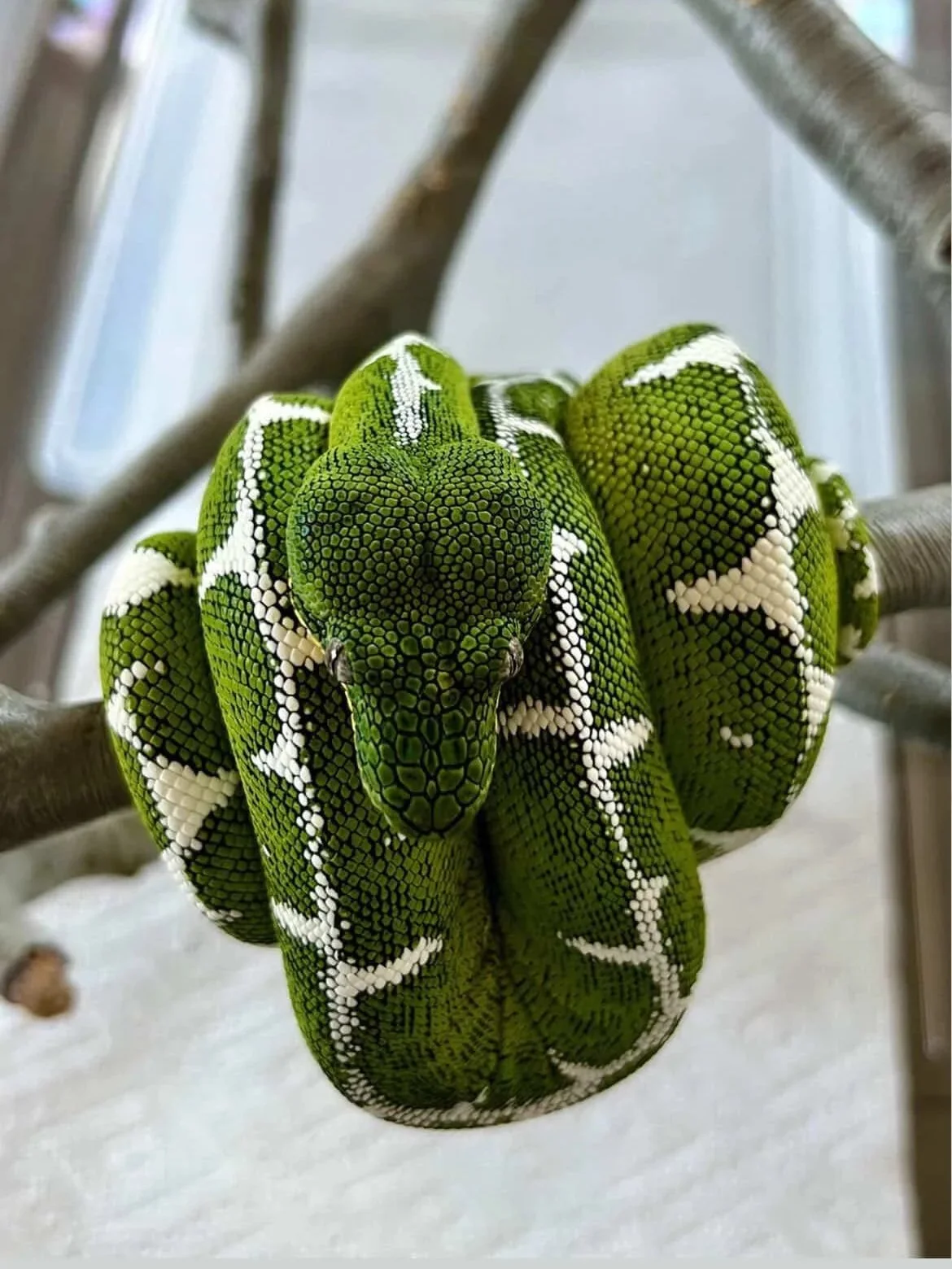 Amazon Basin Emerald Tree Boa - (Owner: Emeralds213)