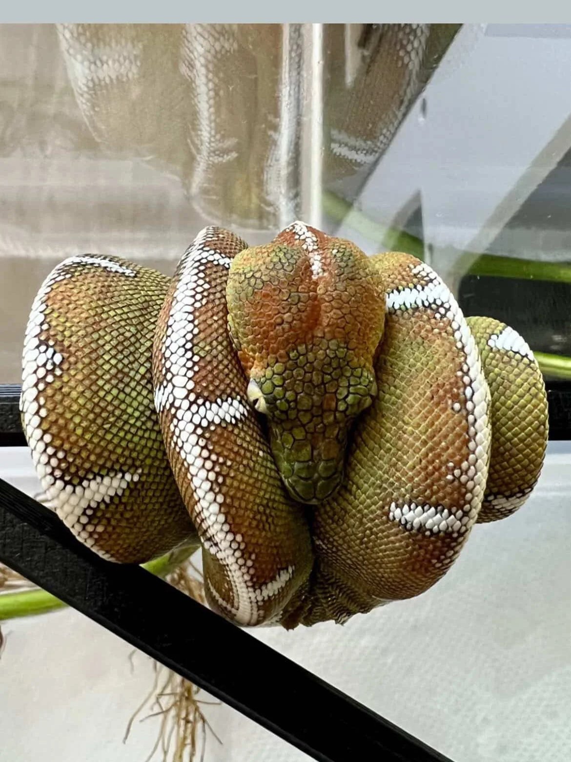 Amazon Basin Emerald Tree Boa - (Owner: Emeralds213)
