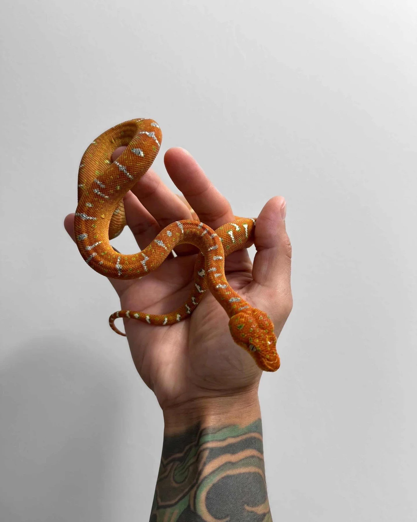 Another common misunderstanding about emerald tree boas is that they should behave like typical pet snakes.⁠
⁠
Unlike many terrestrial species, Emerald Tree Boa evolved to spend the majority of their lives suspended in vegetation with limited ground 