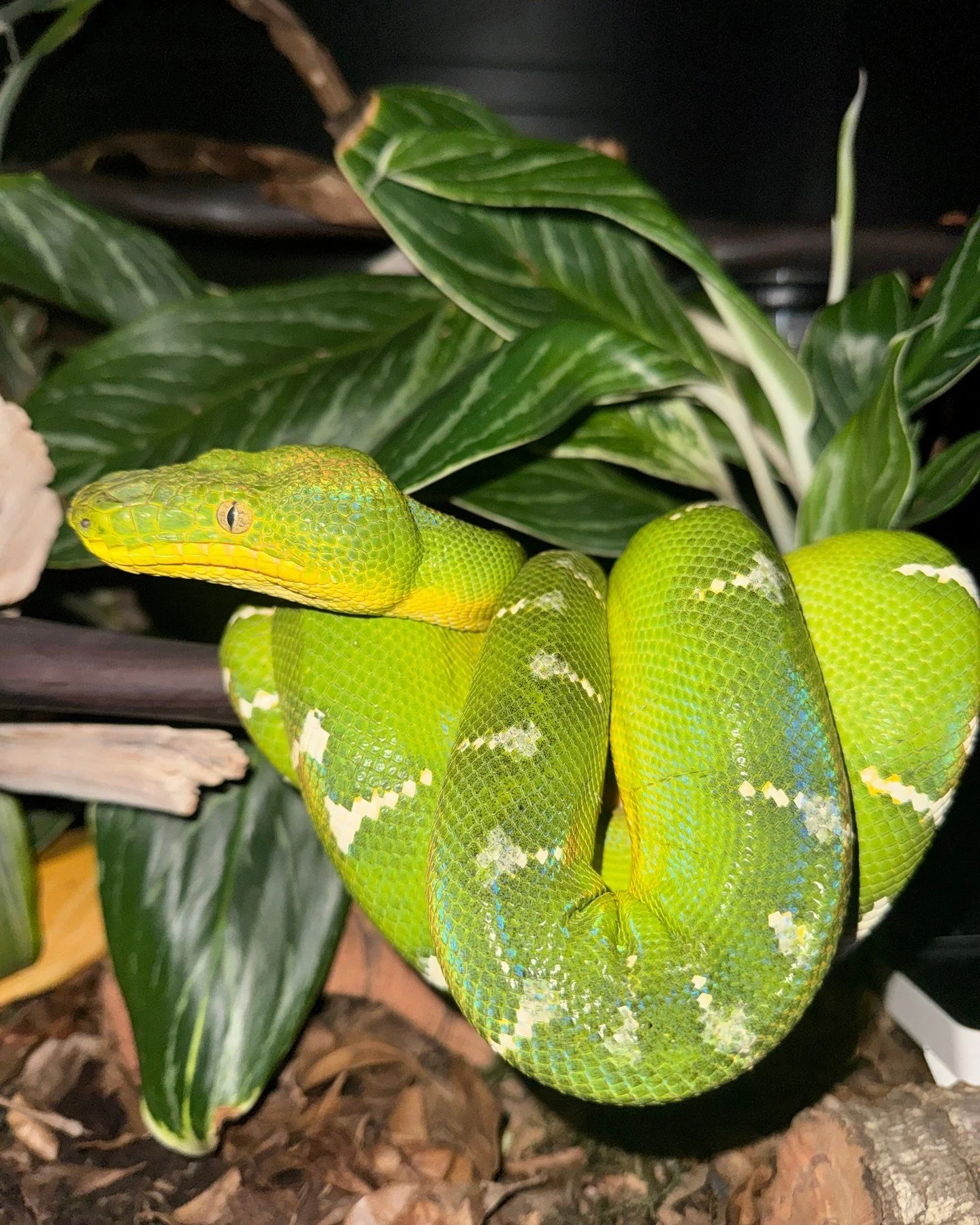 The striking pattern of the Emerald Tree Boa is not just aesthetic.⁠
⁠
In the layered light of the rainforest canopy, broken white markings and deep green coloration disrupt the outline of the snake against leaves and branches.⁠
⁠
From a distance, th