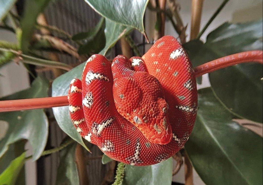 This species has inspired an entire community of keepers, breeders, and photographers who appreciate the unique beauty of the Emerald Tree Boa.

From carefully designed enclosures to stunning photography of animals perched in natural positions, every