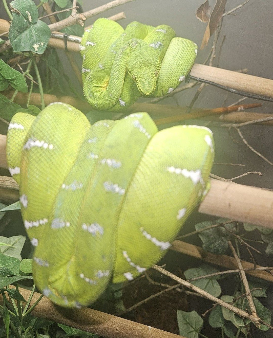 Temperature management for arboreal snakes works a little differently than it does for terrestrial species.⁠
⁠
In the canopy, heat does not simply come from the ground up. Sunlight filters through layers of vegetation, warming branches, leaves, and p