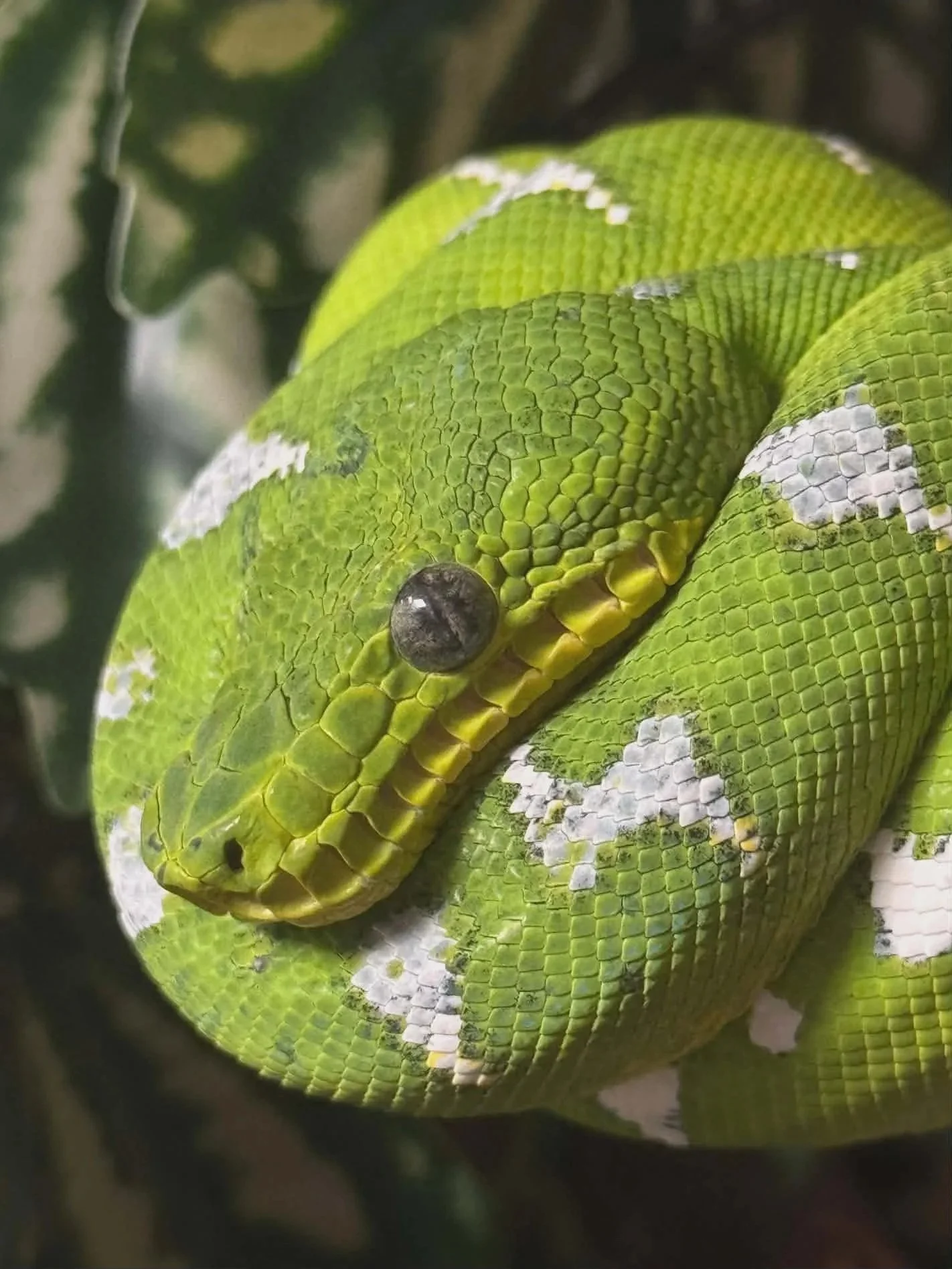 Northern Emerald Tree Boa - (Owner: Joe Hedges)