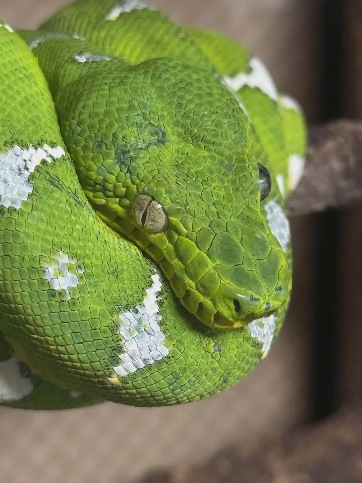 Northern Emerald Tree Boa - (Owner: Joe Hedges)