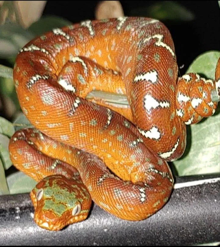 One of the most fascinating transformations in the life of an Emerald Tree Boa happens long before adulthood.⁠
⁠
Newborn emeralds typically emerge in shades of red, orange, or deep brick coloration rather than green. This juvenile color phase likely 