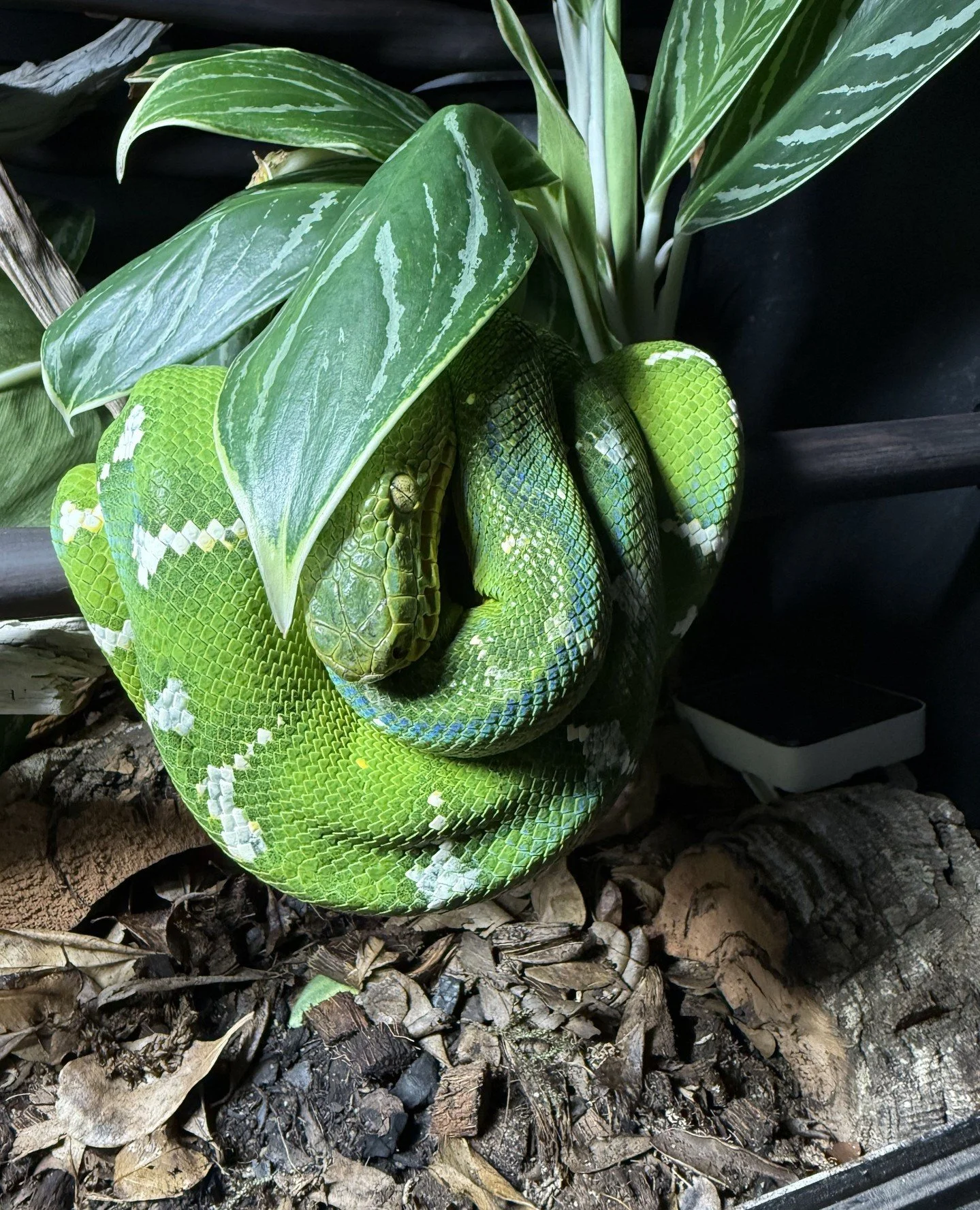 Every emerald tree boa keeper eventually develops their own approach to enclosure design.⁠
⁠
Some prefer densely planted environments with heavy vegetation, while others focus on open arboreal structures with carefully positioned perches.⁠
⁠
Both sty