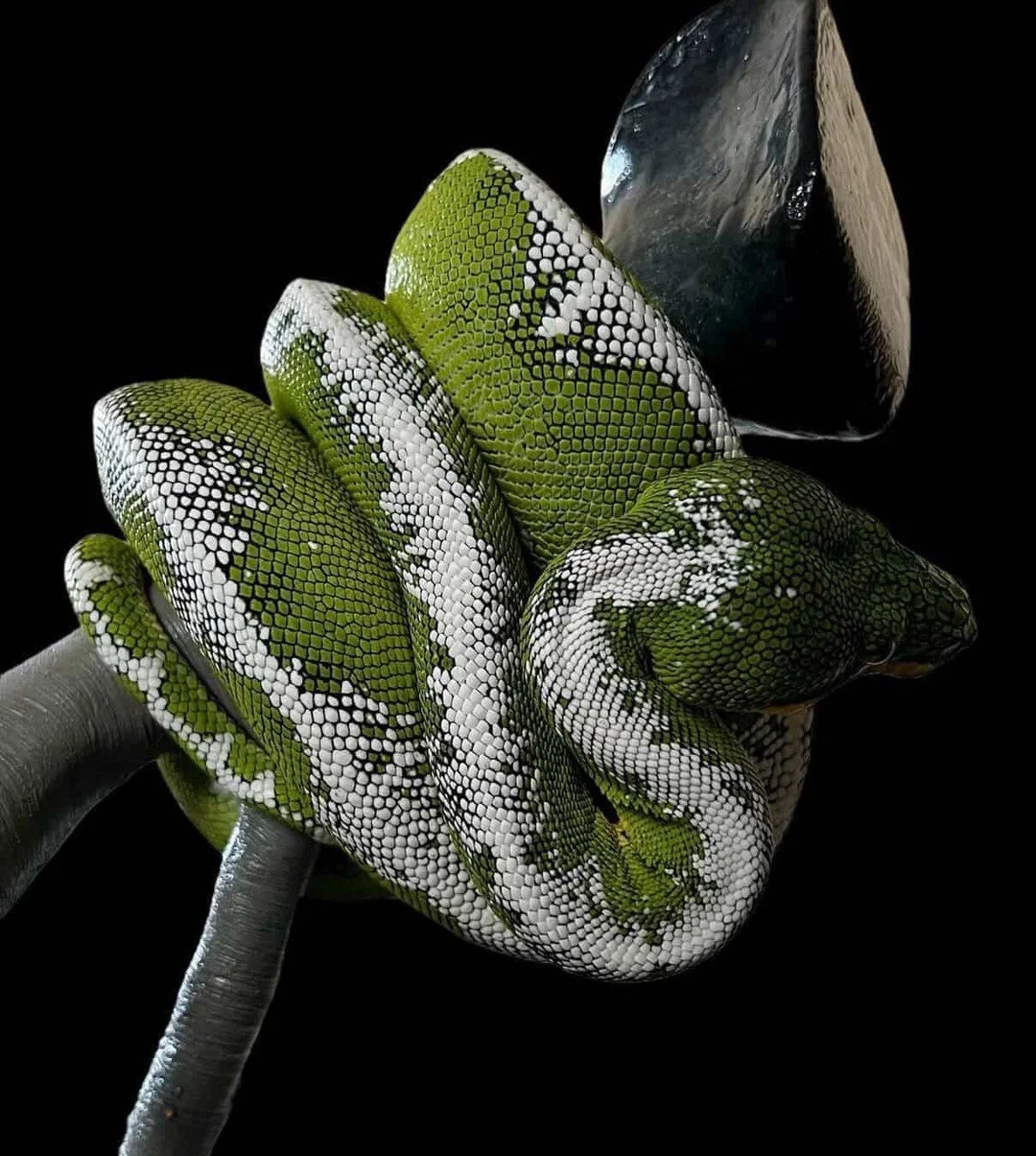 The emerald tree boa community includes keepers, breeders, photographers, and naturalists who all contribute to expanding our understanding of this remarkable species.⁠
⁠
Each animal shared here represents another opportunity to appreciate the divers