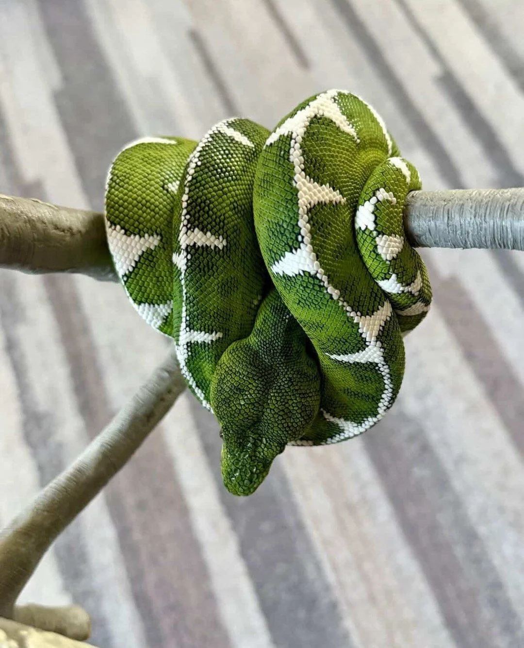 The perch diameter conversation doesn't get enough attention, and it should.⁠
Most people building their first ETB setup default to thick branches &mdash; the logic being that a bigger snake needs a bigger perch. In practice, it's the opposite.⁠
⁠
Th