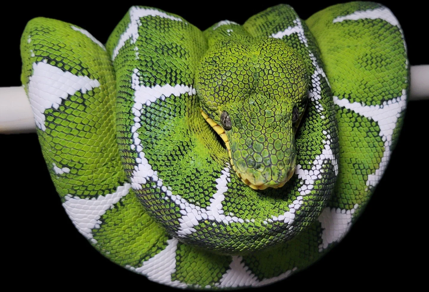 For a long time, Amazon Basin animals were grouped under the same species name as Northern emeralds. That changed.⁠
⁠
Corallus batesii is now recognized as its own distinct species &mdash; separated not just taxonomically but physically. Basins are n