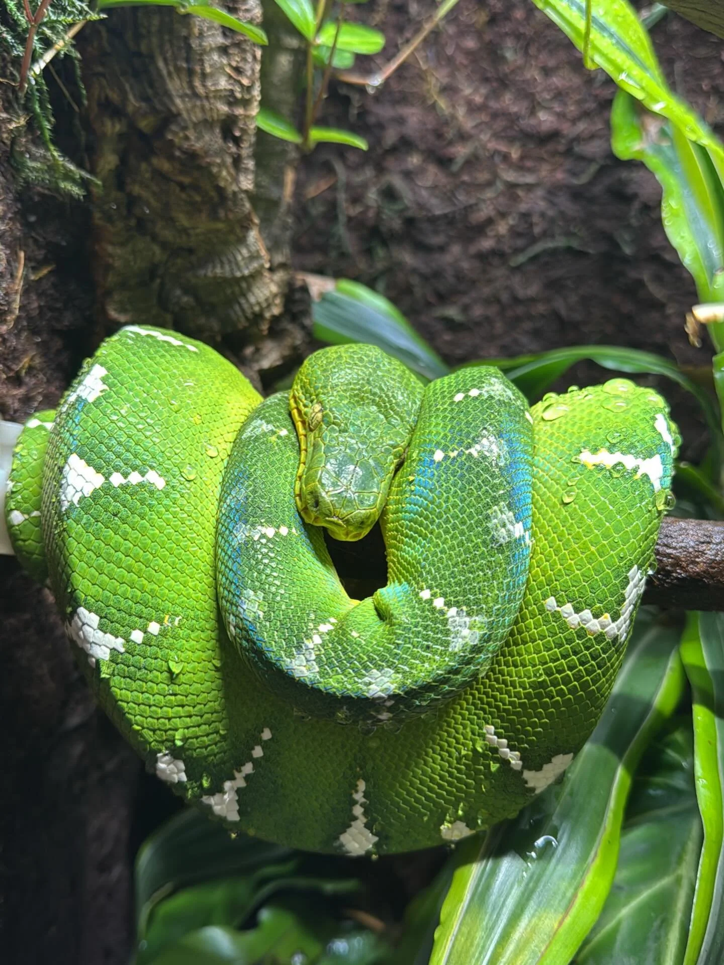 Your enclosure might be reading 85&deg;F and still missing the point entirely.

The heating page on emeraldtreeboas.org has been fully rewritten to cover what temperature readings alone will never tell you. IR-A, IR-B, and IR-C are not the same thing