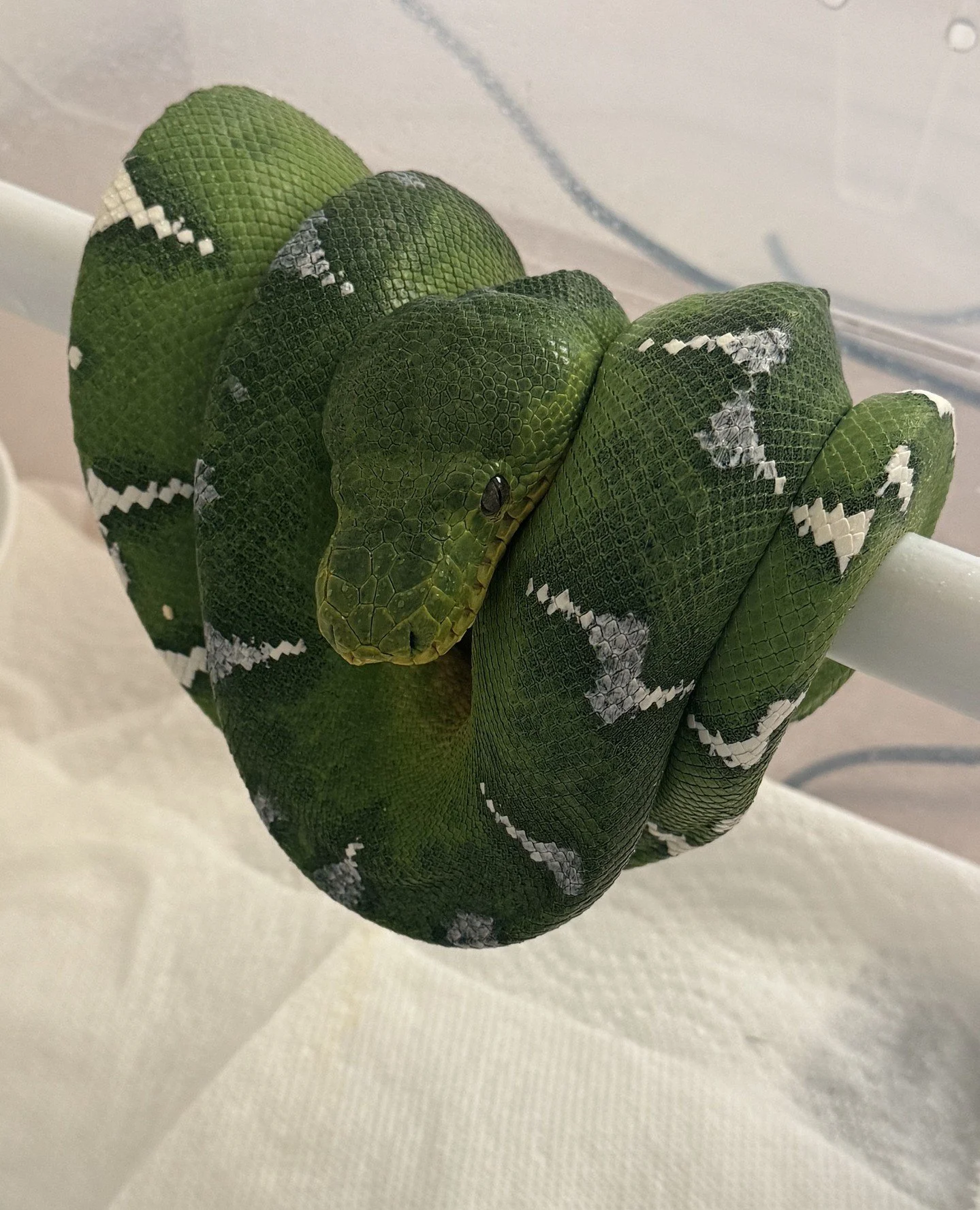 This one causes real damage in collections, so it's worth being direct about.⁠
A single negative PCR result after acquiring a new animal does not mean the animal is free of IBD or nidovirus. Not even close.⁠
⁠
Both reptarenaviruses (IBD) and nidoviru